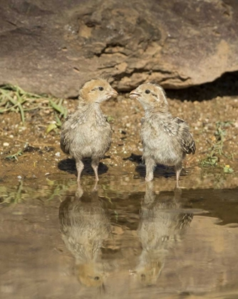 Picture of AZ, AMADO TWO GAMBELS QUAIL CHICKS DRINKING