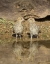 Picture of AZ, AMADO TWO GAMBELS QUAIL CHICKS DRINKING
