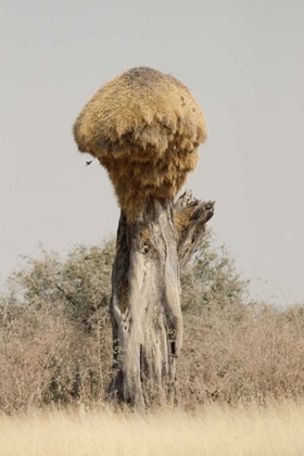 Picture of NAMIBIA, ETOSHA NP SOCIABLE WEAVER BIRD NEST