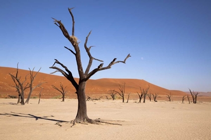 Picture of MOON AND TREE, DEAD VLEI, SOSSUSVLEI, NAMIBIA