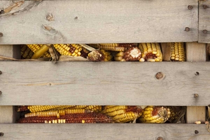 Picture of CORN IN CORN CRIB INDIANAPOLIS, INDIANA, USA