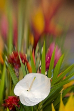 Picture of FRENCH POLYNESIA TROPICAL FLOWER ARRANGEMENT