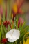 Picture of FRENCH POLYNESIA TROPICAL FLOWER ARRANGEMENT