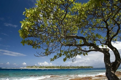 Picture of FRENCH POLYNESIA, RANGIROA TREE ON THE SHORE
