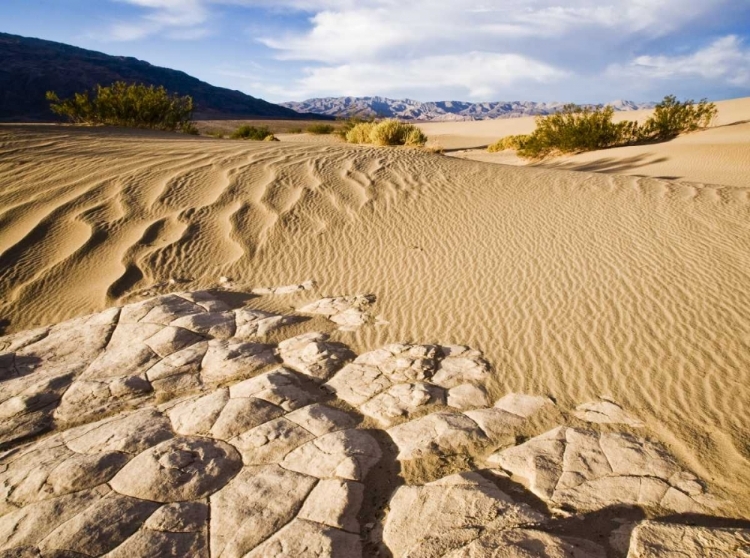 Picture of CA, DEATH VALLEY NP MESQUITE FLAT SAND DUNES