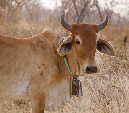Picture of AFRICA, BOTSWANA, TSODILO HILLS COW WITH BELL