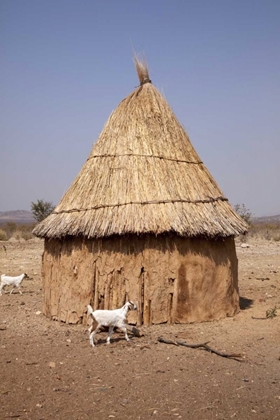 Picture of GOATS AND HUT IN HIMBA VILLAGE, OPUWO, NAMIBIA
