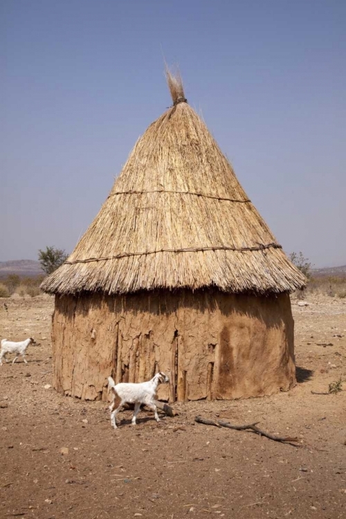 Picture of GOATS AND HUT IN HIMBA VILLAGE, OPUWO, NAMIBIA