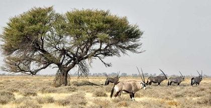 Picture of AFRICA, NAMIBIA, ETOSHA NP FIVE ORYX AND TREE