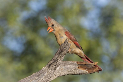 Picture of USA, ARIZONA, AMADO FEMALE CARDINAL ON BRANCH