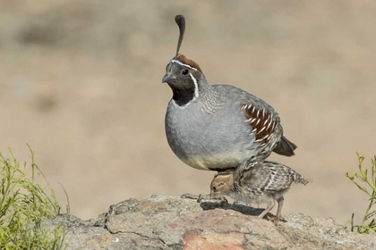 Picture of ARIZONA, AMADO MALE GAMBELS QUAIL WITH CHICK