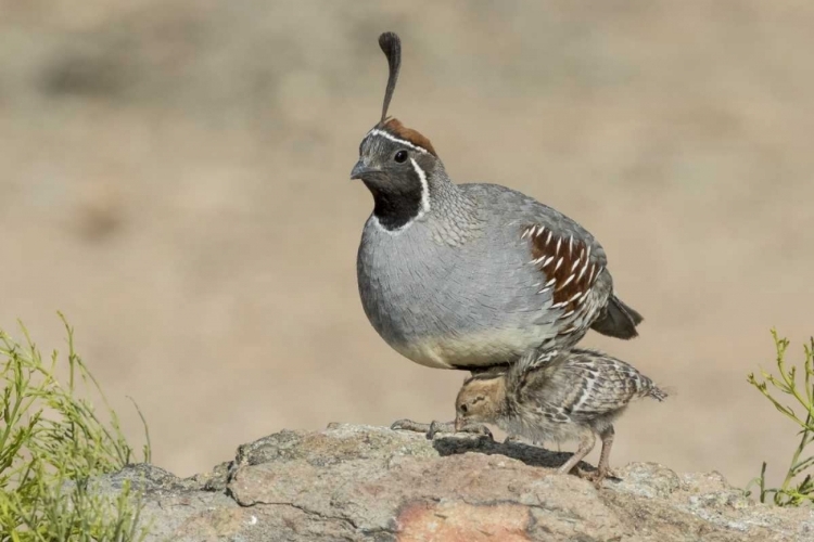 Picture of ARIZONA, AMADO MALE GAMBELS QUAIL WITH CHICK