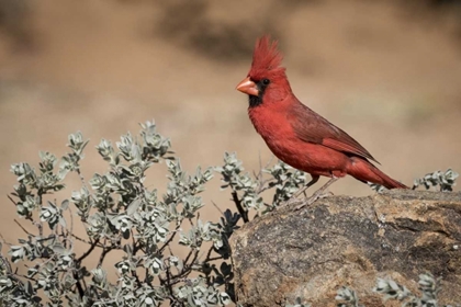 Picture of ARIZONA, AMADO MALE NORTHERN CARDINAL ON ROCK