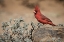 Picture of ARIZONA, AMADO MALE NORTHERN CARDINAL ON ROCK