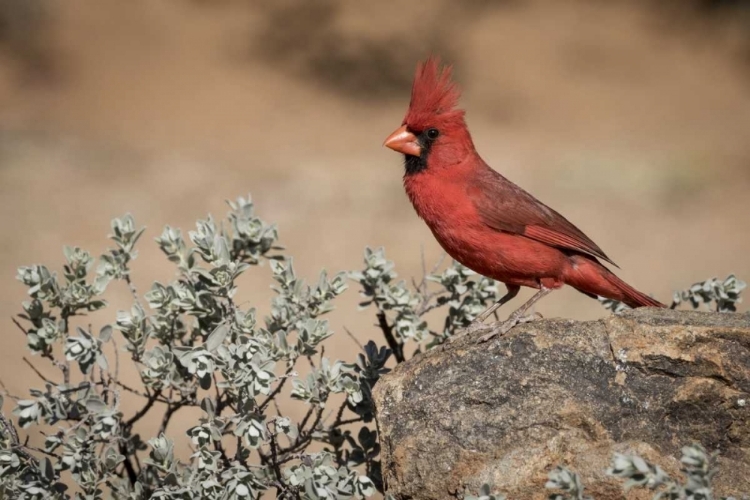 Picture of ARIZONA, AMADO MALE NORTHERN CARDINAL ON ROCK