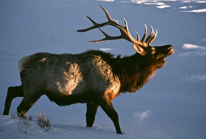 Picture of WYOMING, YELLOWSTONE NP BUGLING ELK IN WINTER