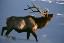 Picture of WYOMING, YELLOWSTONE NP BUGLING ELK IN WINTER