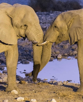 Picture of NAMIBIA, ETOSHA NP ELEPHANTS GREETING AT DUSK