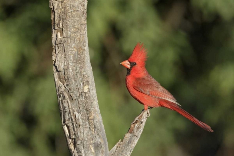 Picture of ARIZONA, AMADO NORTHERN CARDINAL ON DEAD TREE