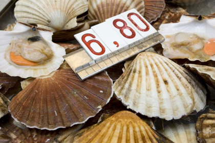Picture of ITALY, VENICE SCALLOPS FOR SALE IN THE MARKET