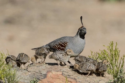 Picture of AZ, AMADO GAMBELS QUAIL AND CHICKS ON A ROCK