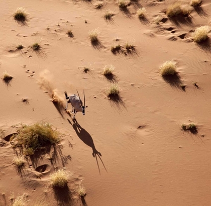 Picture of NAMIBIA, SOSSUSVLEI AERIAL OF ORYX AND SHADOW