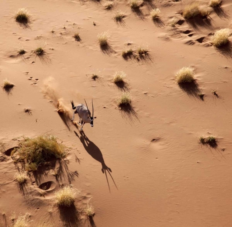 Picture of NAMIBIA, SOSSUSVLEI AERIAL OF ORYX AND SHADOW