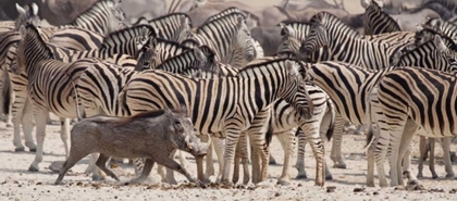 Picture of NAMIBIA, ETOSHA NP A WARTHOG RUNS PAST ZEBRAS