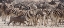 Picture of NAMIBIA, ETOSHA NP A WARTHOG RUNS PAST ZEBRAS