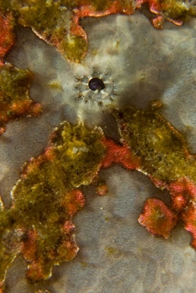 Picture of INDONESIA, SULAWESI ISL, LEMBEH STRAIT FROGFISH