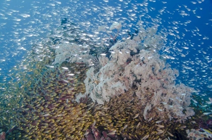 Picture of INDONESIA, KOMODO NP FISH SCHOOLING OVER A REEF