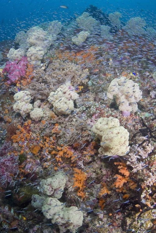 Picture of INDONESIA SCHOOLING FISH SWIM PAST DIVERSE REEF