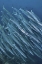 Picture of INDONESIA, PAPUA UNDERWATER SCHOOLING BARRACUDA