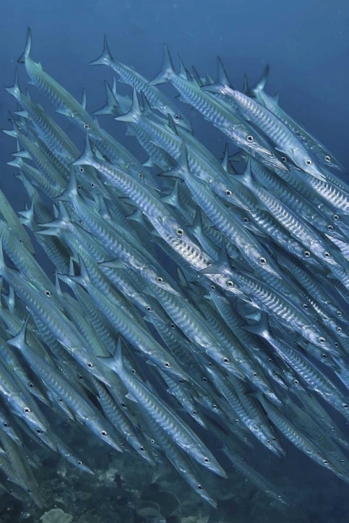 Picture of INDONESIA, PAPUA UNDERWATER SCHOOLING BARRACUDA