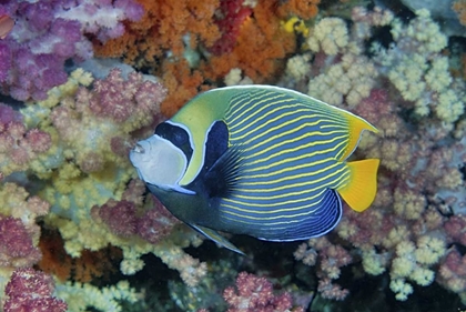 Picture of INDONESIA, PAPUA UNDERWATER ANGELFISH AND CORAL