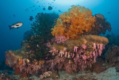 Picture of INDONESIA BLACK SNAPPER FISH SWIM BY CORAL REEF