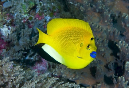 Picture of INDONESIA THREE SPOT ANGELFISH SWIMS AMID CORAL
