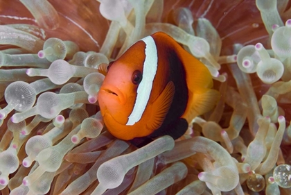 Picture of ANEMONEFISH AMONG POISONOUS TENTACLES, INDONESIA