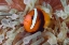 Picture of ANEMONEFISH AMONG POISONOUS TENTACLES, INDONESIA