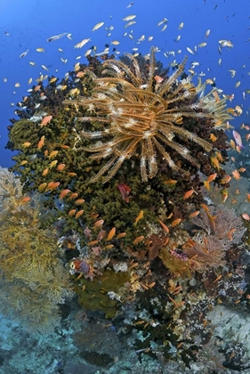 Picture of FEATHER STAR ATOP REEF OUTCROP, PAPUA, INDONESIA