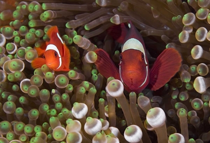 Picture of TWO CLOWNFISH AMONG ANEMONE TENTACLES, INDONESIA