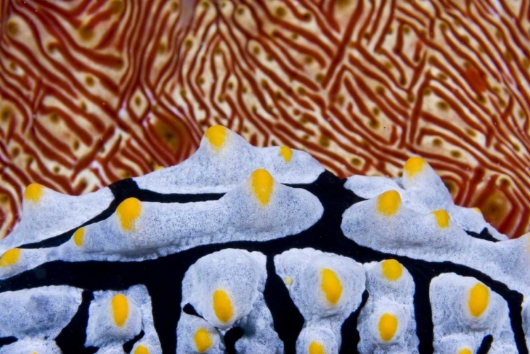 Picture of NUDIBRANCH CRAWLING PAST SEA CUCUMBER, INDONESIA