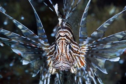 Picture of FRONTAL POISONOUS SCORPIONFISH, PAPUA, INDONESIA