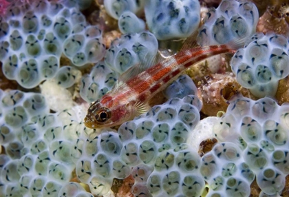 Picture of TRIPLEFIN FISH SWIMMING BY SEA SQUIRT, INDONESIA
