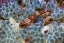 Picture of TRIPLEFIN FISH SWIMMING BY SEA SQUIRT, INDONESIA