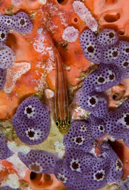 Picture of TRIPLEFIN FISH SWIMMING BY SEA SQUIRT, INDONESIA
