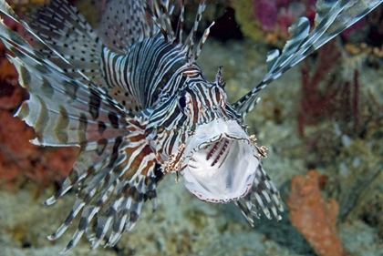 Picture of POISONOUS SCORPIONFISH YAWNING, PAPUA, INDONESIA