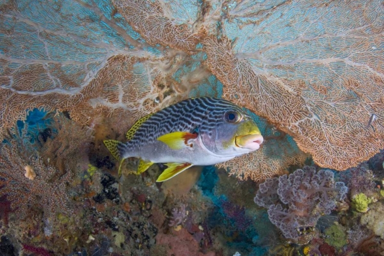 Picture of INDONESIA LINED SWEETLIP FISH AND SEA FAN CORAL