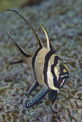 Picture of BANGGAI CARDINALFISH, SULAWESI ISLAND, INDONESIA