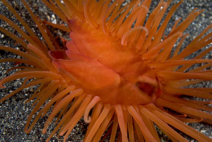 Picture of INDONESIA, SULAWESI ISLAND A BIVALVE CLAM SHELL